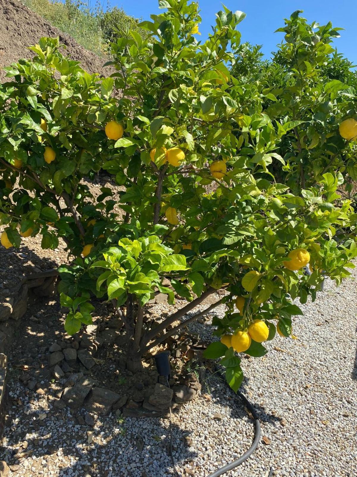 Finca Angelita Torrox Eksteriør bilde